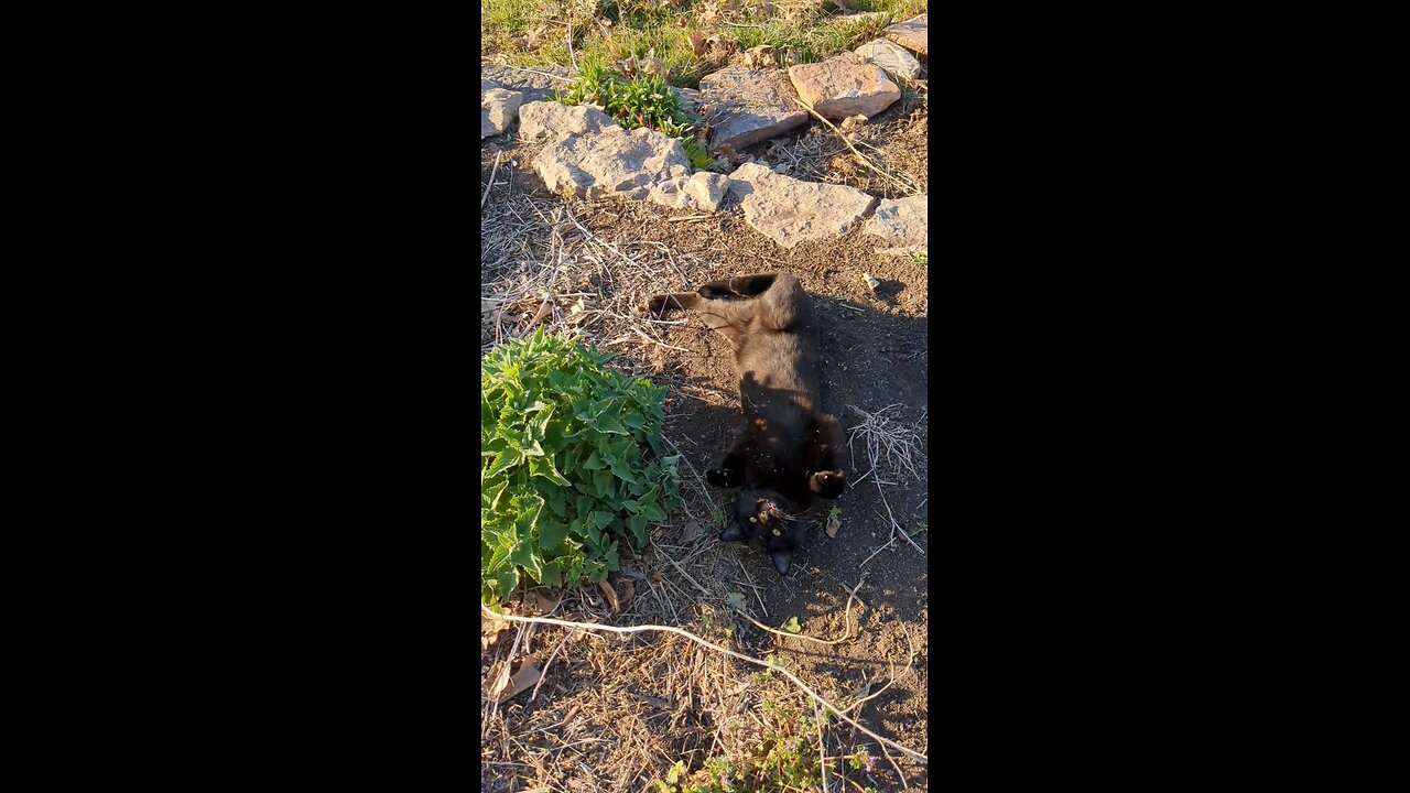 Get out of the dirt, kitty