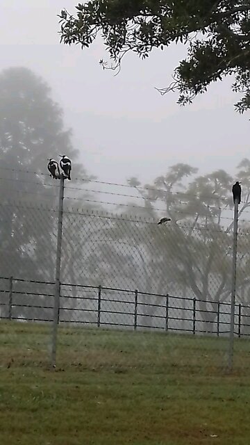 Misty Morning Magpies #1