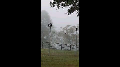 Misty Morning Magpies #1