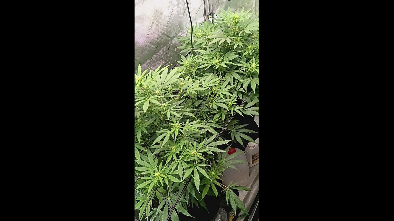 Wedding cheesecake week 11