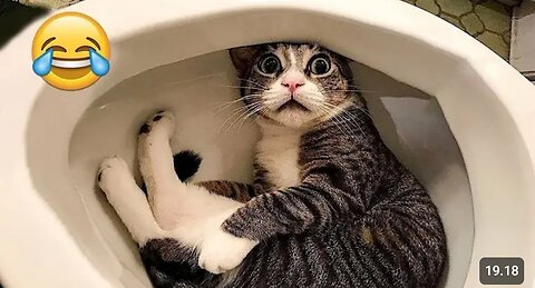 the cutest cats and dogs