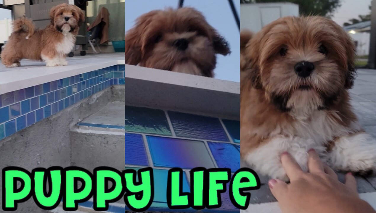 Puppy Life - Pool Peek-A-Boo, Bone HACK & Chewing Bone UPSIDE DOWN