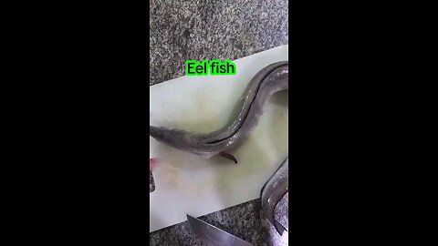 Eel fish