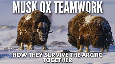 Musk Ox Teamwork How They Survive the Arctic Together #animallovers