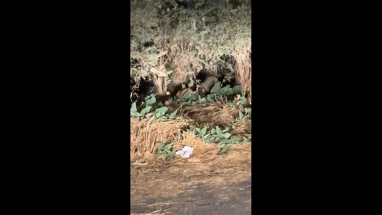 Raccoon and Cat eating together on BearCreek