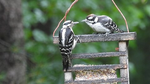 Mama Downy Woodpecker feeding Suet to Young Female Downy