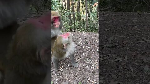 Funny monkey