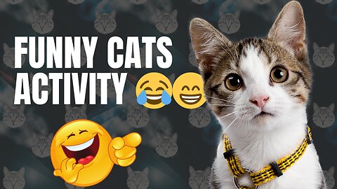 Cute Cats Funny Activity 😁😂😊❤️🤣👌