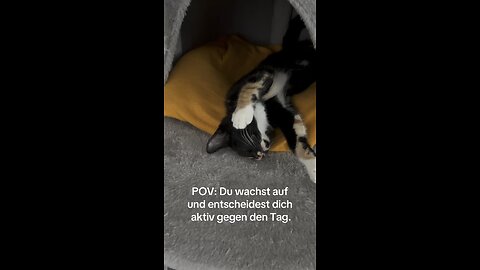 Sweet cat sleep 🥹❤️