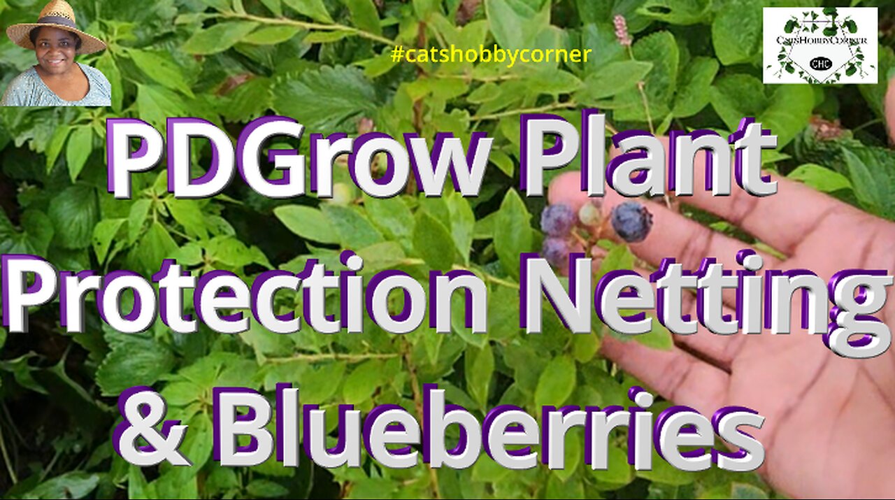 PDGrow Plant Protection Netting & Blueberries - #catshobbycorner #blueberry