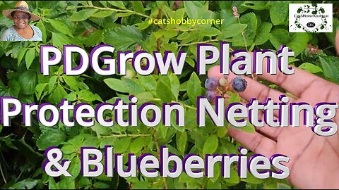 PDGrow Plant Protection Netting & Blueberries - #catshobbycorner #blueberry