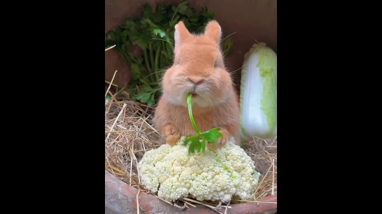 Cute animals