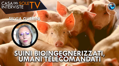 Silvia Guerini: Suini bioingegnerizzati, umani telecomandati
