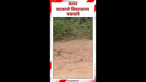 बिबट्या ला चकवा दिला बादकान