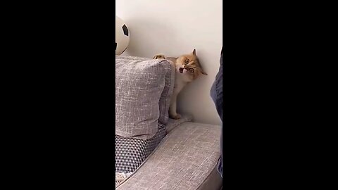 cat's funny videos 😂