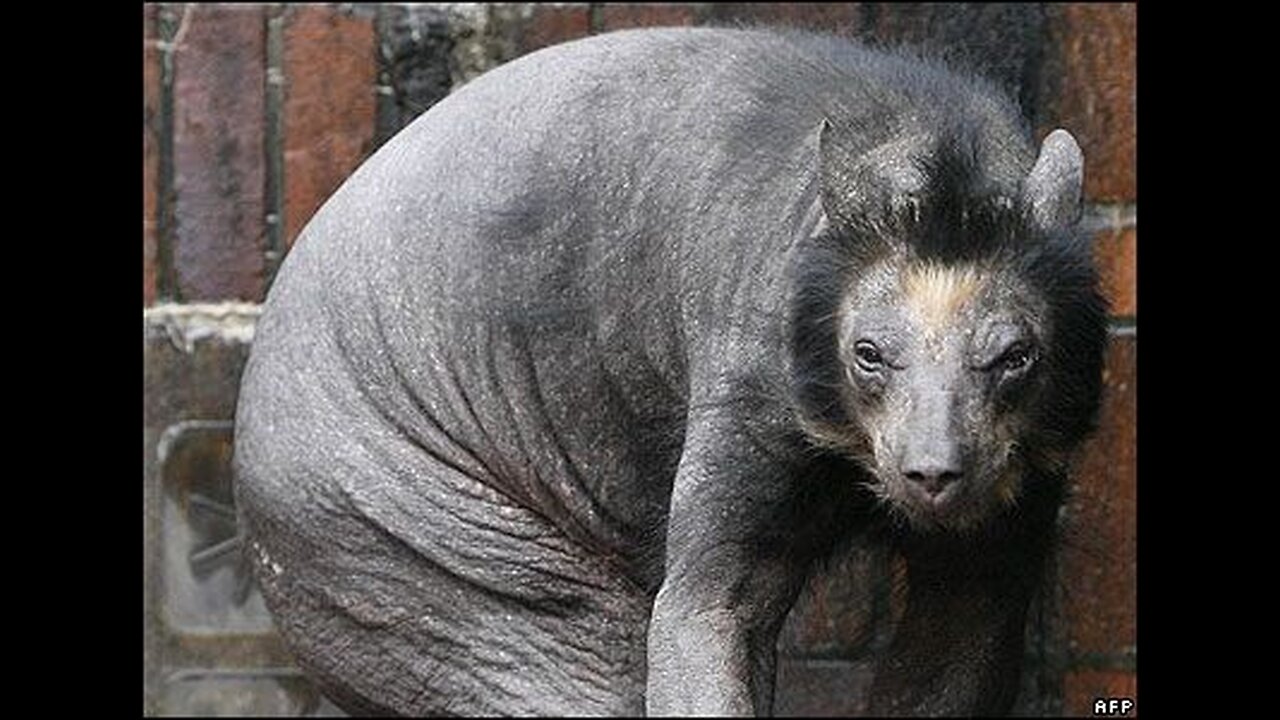 ~Gang Stalking A Polar Bear With No Hair~