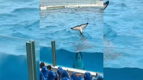 Sad News Jessica and dolphin. Jessica is no more 😭😭😭😭