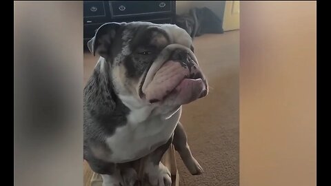 This Pets Face Says it All? 😑