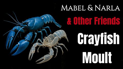 Dog TV: Mabel & Narla Friends | Crayfish Blue Lobster Moult Sheds Shell