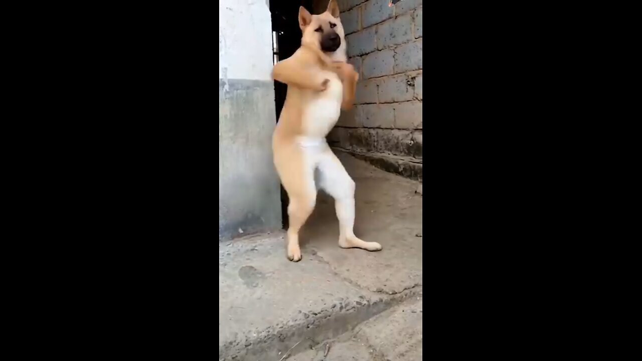 Dancing Dog 😄😄 Funny video
