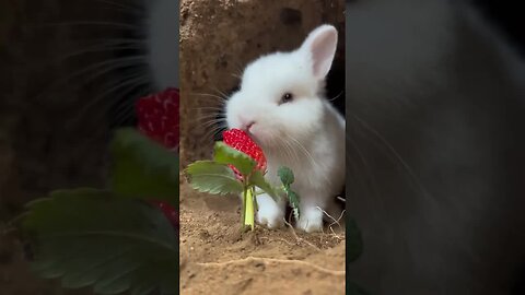 Little rabbit loves to eat strawberries Pointy rabbit Cute pet debut plan Cute pet