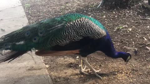 A beautiful encounter with peacocks🌷