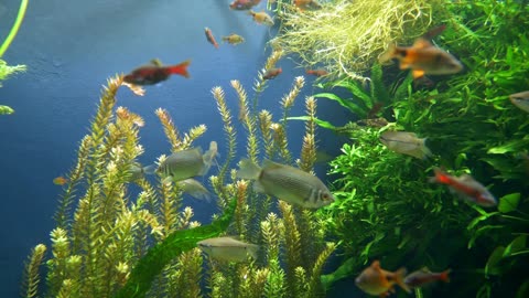 FISH 2