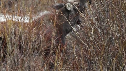 Moose eats Willows