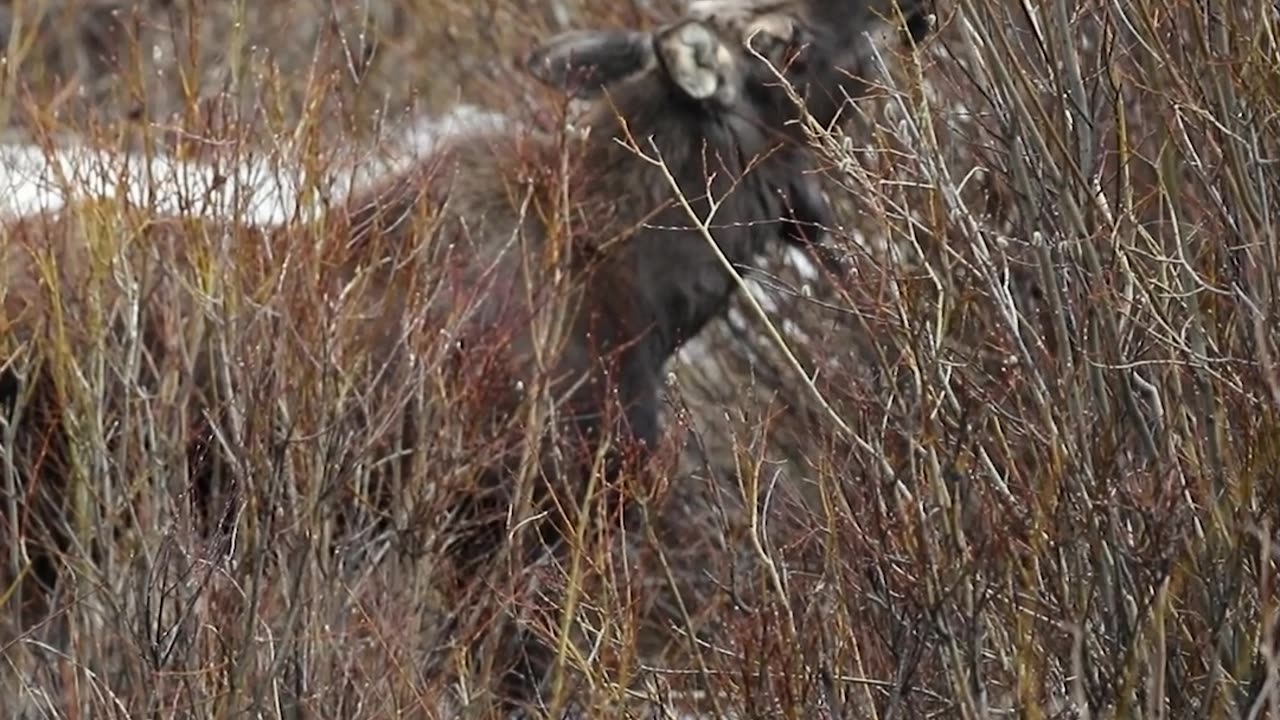Moose eats Willows
