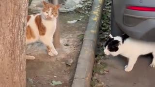 🤣🐾 You Won't Believe What This Cat Did! Wait For It... | FunFM