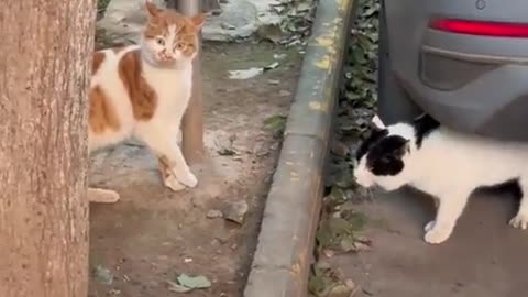 🤣🐾 You Won't Believe What This Cat Did! Wait For It... | FunFM