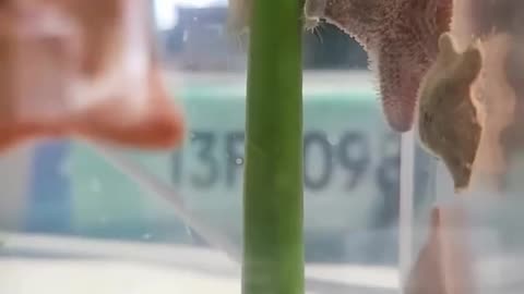 😂💃 Starfish Just Dancing on a Pole! | FunFM