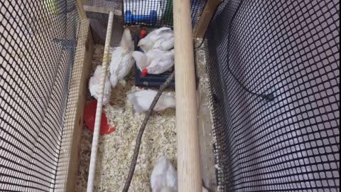 Chicken Live Stream