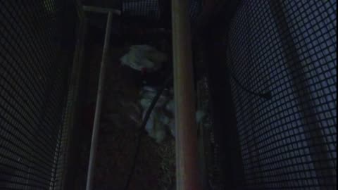 Chicken Live Stream