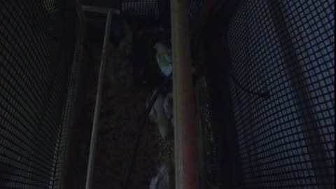 Chicken Live Stream