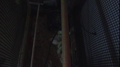 Chicken Live Stream