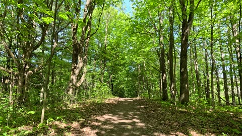 Forest hike. Virtual wooded area tour. UHD. up to 4K.