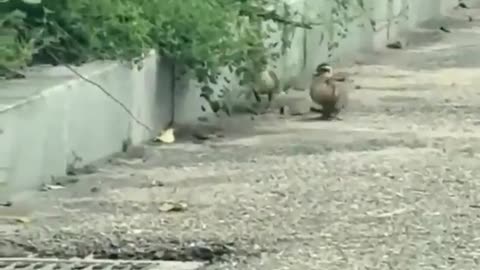 A mother on a mission