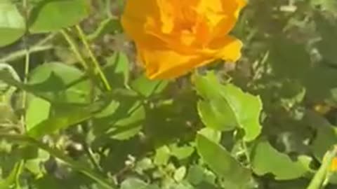 #shorts beautiful yellow #rose #flower bush growing in the #garden 💐 #nature #flowers #gardening
