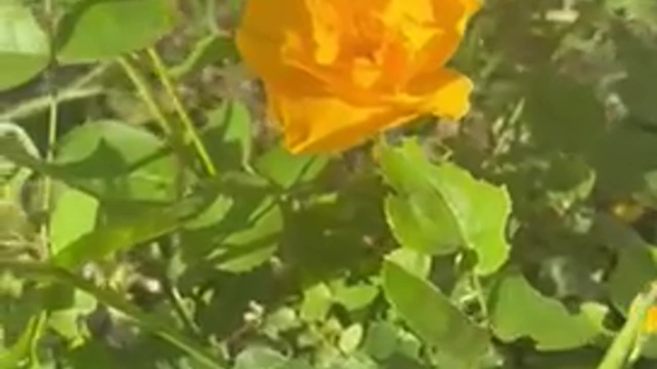 #shorts beautiful yellow #rose #flower bush growing in the #garden 💐 #nature #flowers #gardening