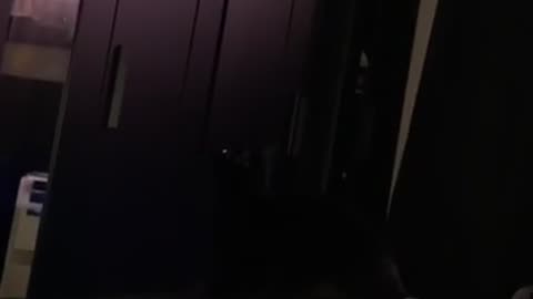 🤣🐱 Never Shared This Kitten Gem Before! | FunFM