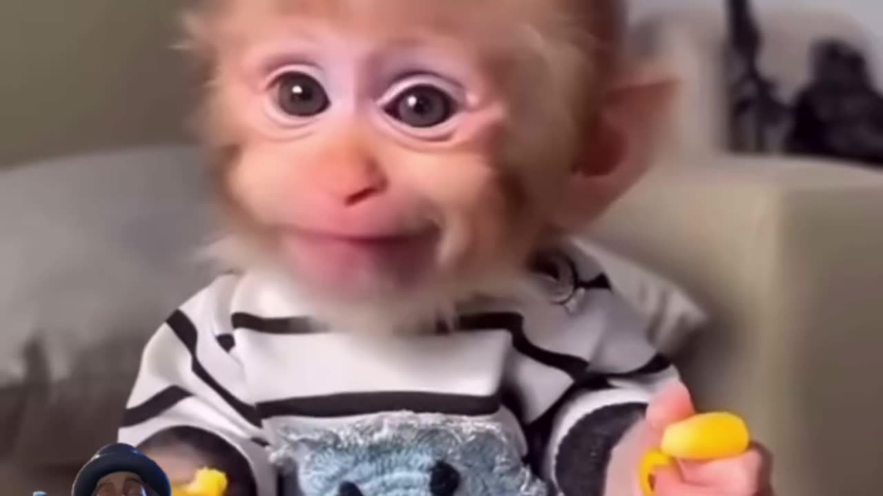 sweet little monkey #5