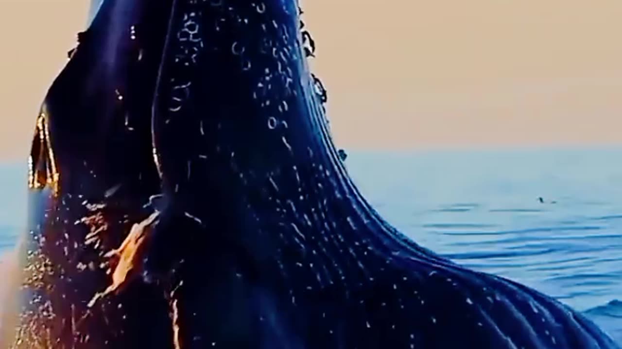 Why Whales Have No Teeths? Fact of Whales