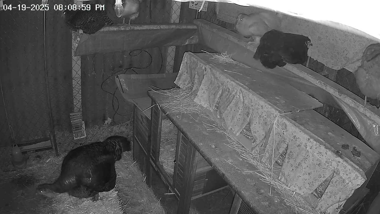 Turkey on the Straw Check In Cam2