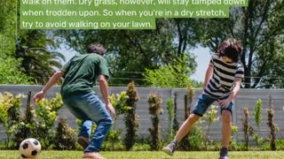 4 Tips to Protecting Your Lawn This Summer. LarryBroker.com – Larry@LarryGallegos.com