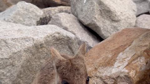Wallaby Eating a Carrot at the Beach