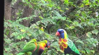 🤣🦜 You Won't Believe Who These Lorikeets Worship Now! | FunFM
