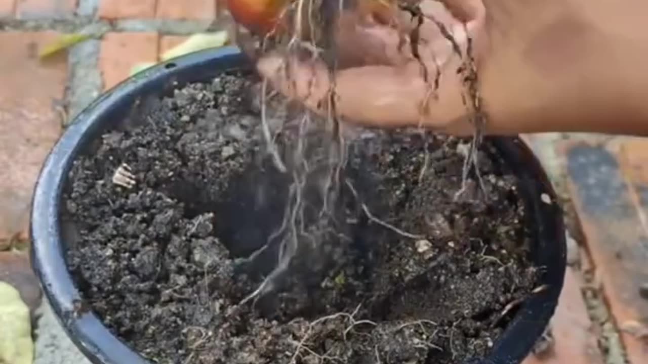 Apple 🍎🍏 and grapes 🍇 within 15 minutes