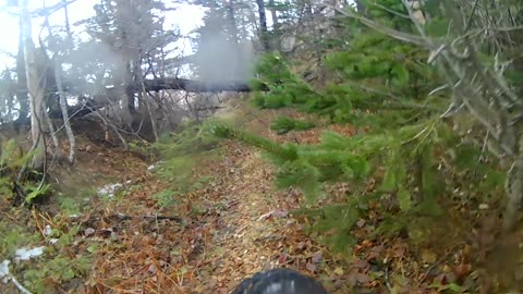 Fat biking bush whacking.