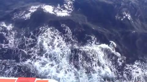 Floating_Seaweed_and_Waves_on_Open_Ocean_off_Cruise_Ship_Creative_Commons_Stock_Video
